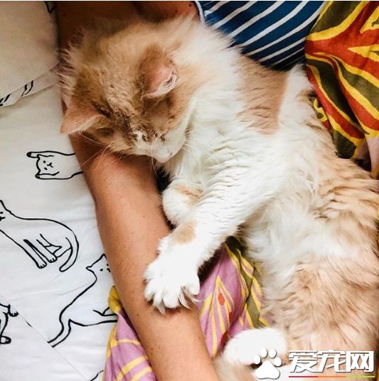贪玩猫咪被反锁门外一夜 经9小时惊魂记超无助