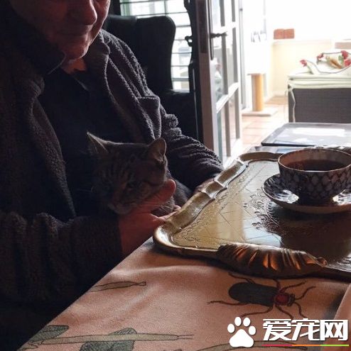 猫毒越来越扩散 大牌演员都逃不过猫咪的诱惑