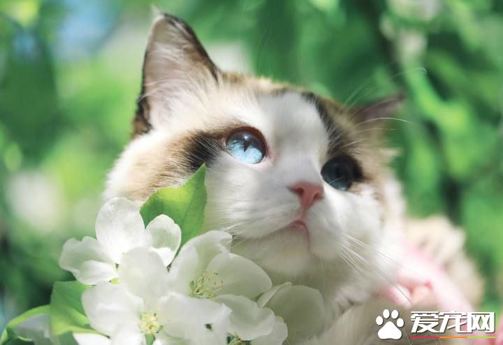 布偶猫能吃草莓吗 布偶猫可以吃什么水果