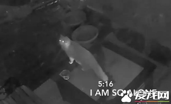 贪玩猫咪被反锁门外一夜 经9小时惊魂记超无助
