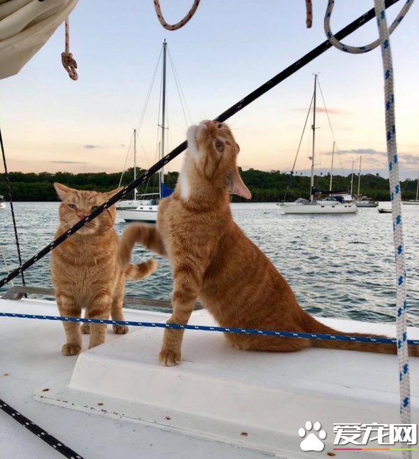 奇妙的命运安排 小浪猫成为环游世界的水手猫