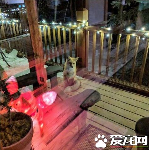 圣诞狐狸造型灯饰 吸引正牌狐狸一见钟情
