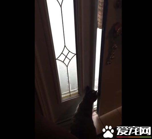 猫咪想要出去玩 踏上雪地吓得不到三秒回家
