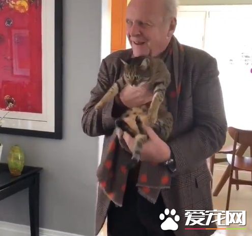 猫毒越来越扩散 大牌演员都逃不过猫咪的诱惑