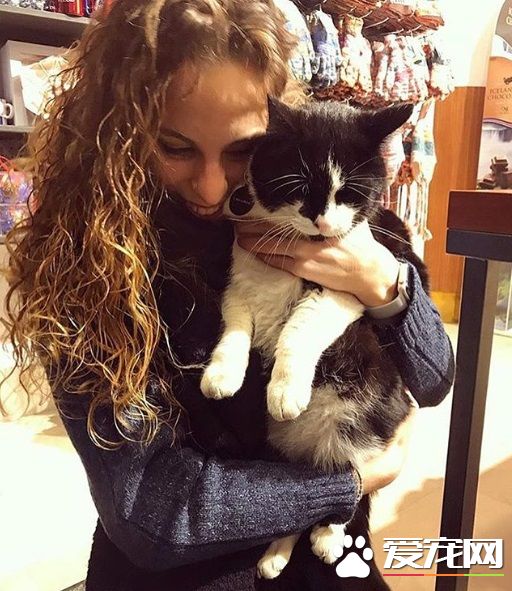 冰岛人气店猫遭陌生男子绑架 引发全国人民的愤慨