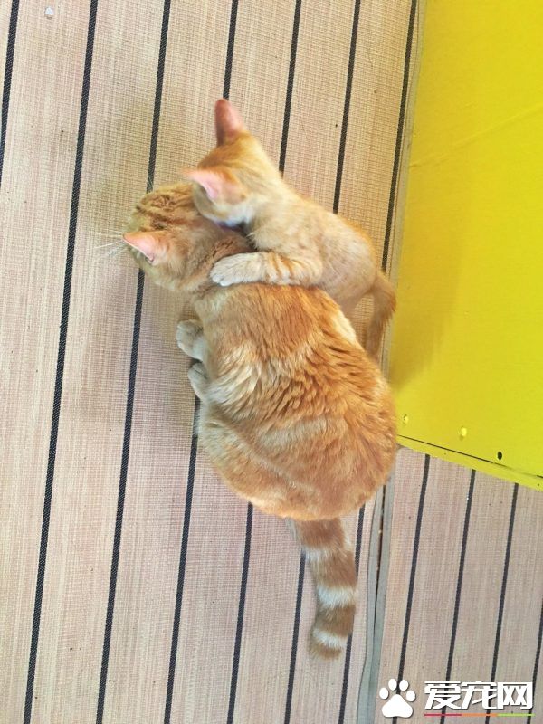 奇妙的命运安排 小浪猫成为环游世界的水手猫