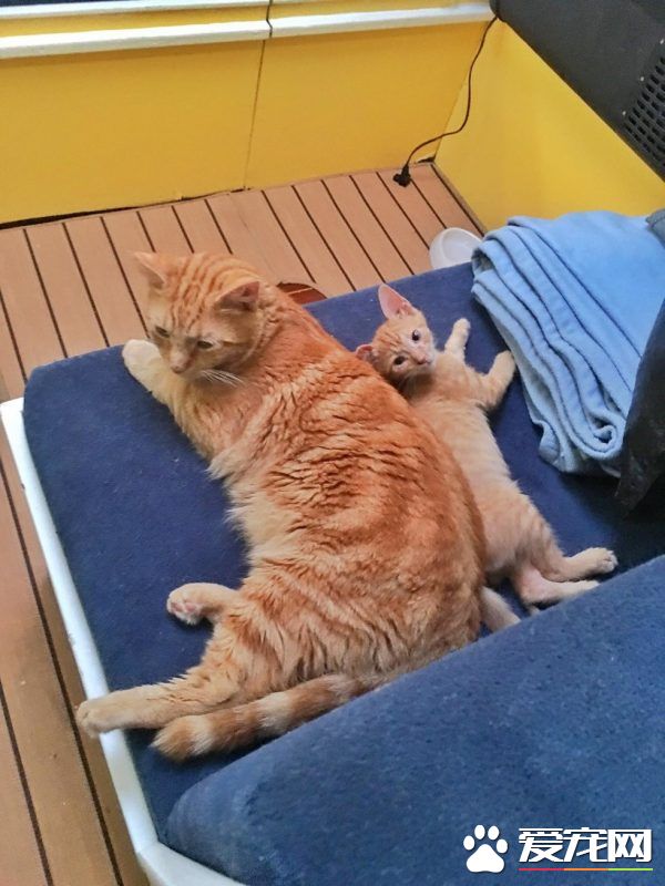 奇妙的命运安排 小浪猫成为环游世界的水手猫