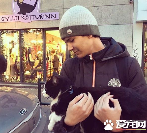 冰岛人气店猫遭陌生男子绑架 引发全国人民的愤慨