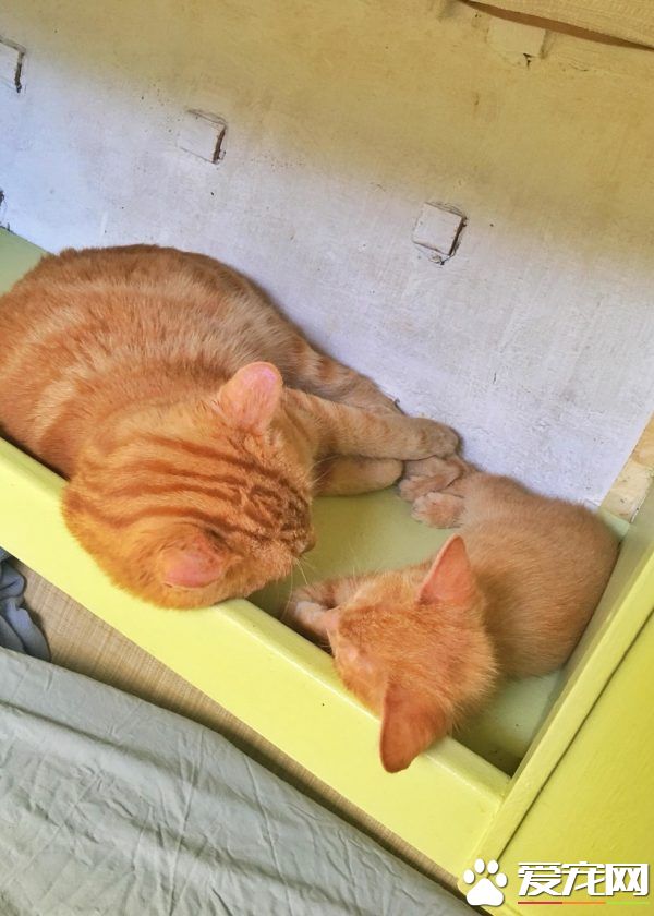 奇妙的命运安排 小浪猫成为环游世界的水手猫