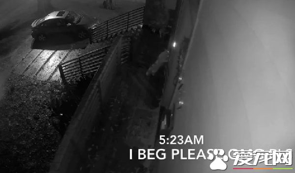 贪玩猫咪被反锁门外一夜 经9小时惊魂记超无助