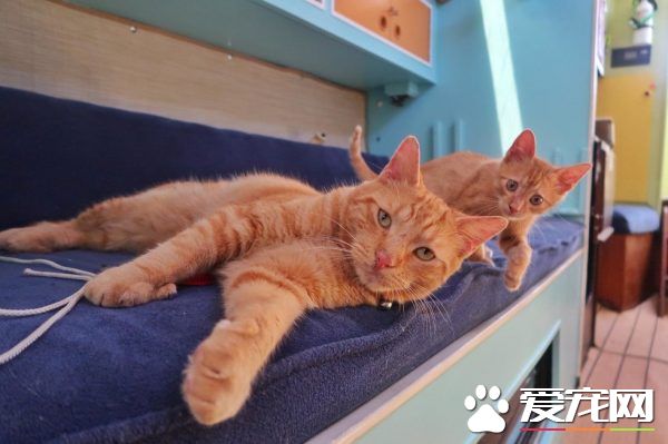 奇妙的命运安排 小浪猫成为环游世界的水手猫