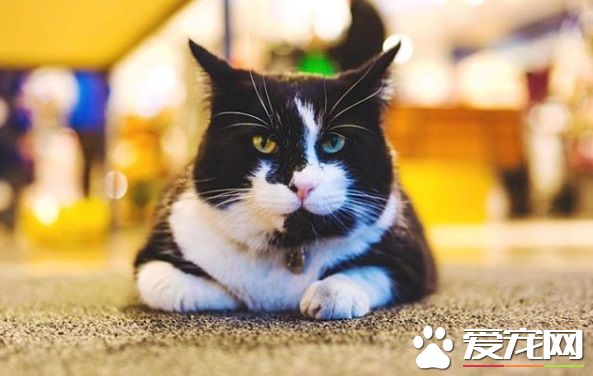 冰岛人气店猫遭陌生男子绑架 引发全国人民的愤慨