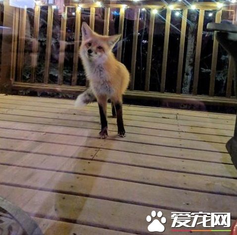 圣诞狐狸造型灯饰 吸引正牌狐狸一见钟情