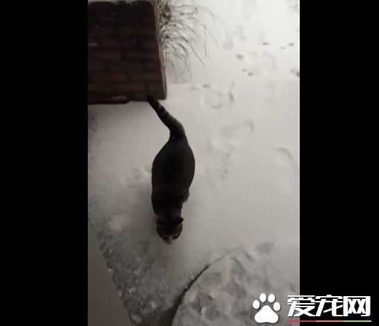 猫咪想要出去玩 踏上雪地吓得不到三秒回家