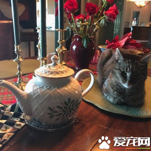 猫毒越来越扩散 大牌演员都逃不过猫咪的诱惑