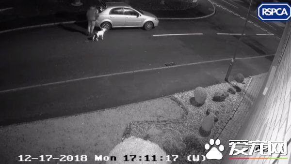 无良主人开车路边丢包 狠心留下狗狗离去