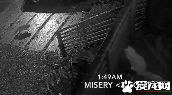 贪玩猫咪被反锁门外一夜 经9小时惊魂记超无助