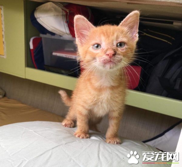 奇妙的命运安排 小浪猫成为环游世界的水手猫