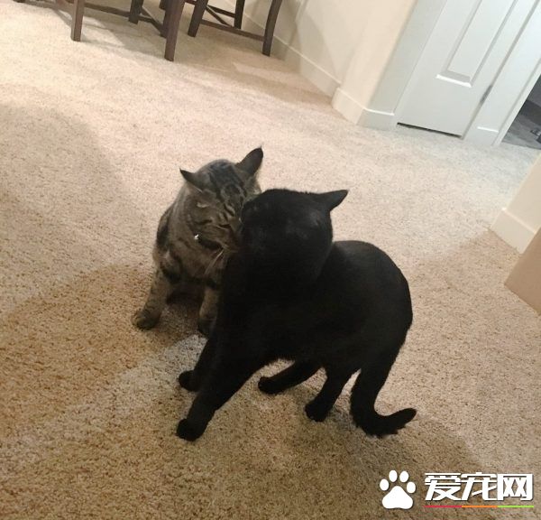 男孩大火中和爱猫失散 向圣诞爷爷许愿要牵引绳