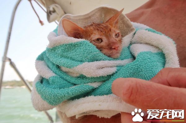 奇妙的命运安排 小浪猫成为环游世界的水手猫
