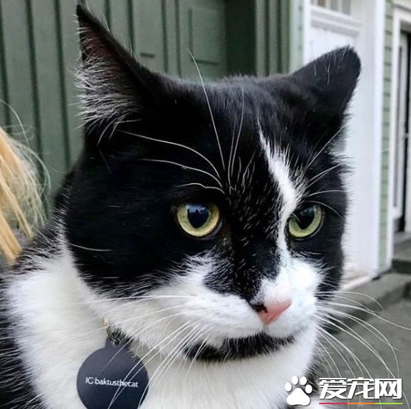 冰岛人气店猫遭陌生男子绑架 引发全国人民的愤慨