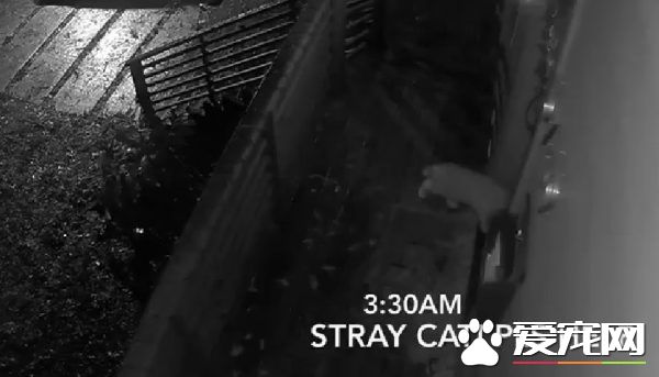 贪玩猫咪被反锁门外一夜 经9小时惊魂记超无助