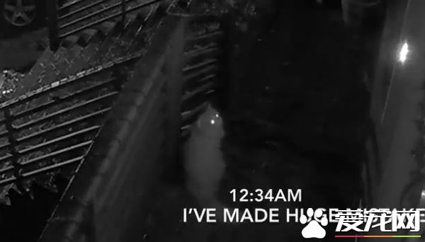 贪玩猫咪被反锁门外一夜 经9小时惊魂记超无助