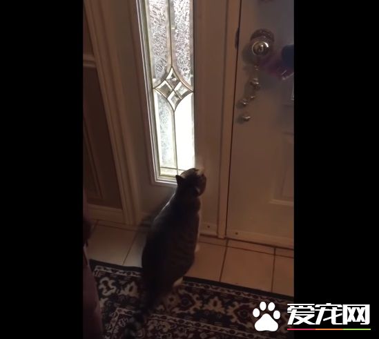 猫咪想要出去玩 踏上雪地吓得不到三秒回家