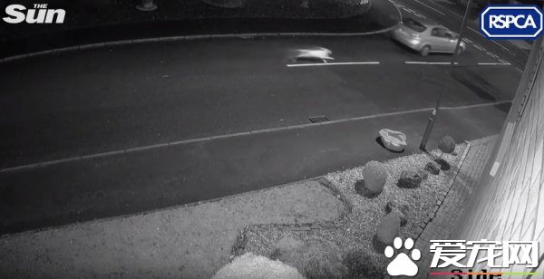 无良主人开车路边丢包 狠心留下狗狗离去