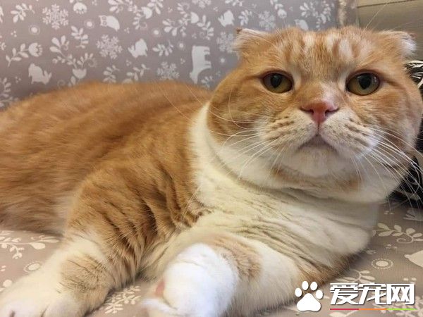 这段期间你到底发生什么事 萌猫长大变讨债老大