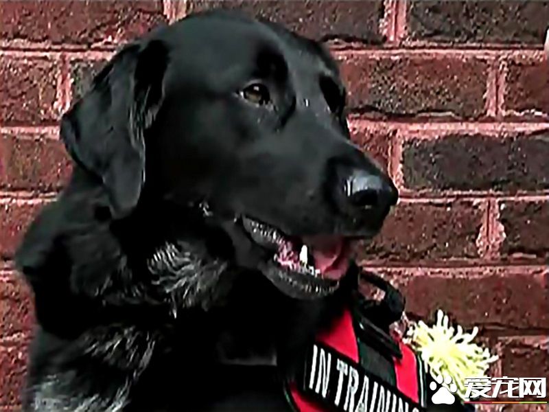 美国发生一件保姆虐童案 忠犬狂吠揭发恶行