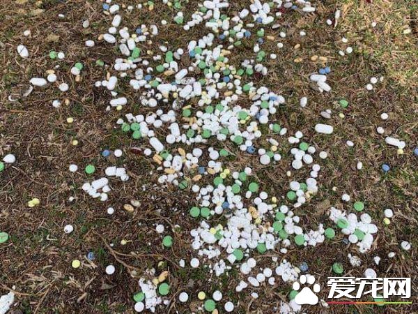 加拿大鹅濒死躺地 竟是因药物乱丢造成的意外