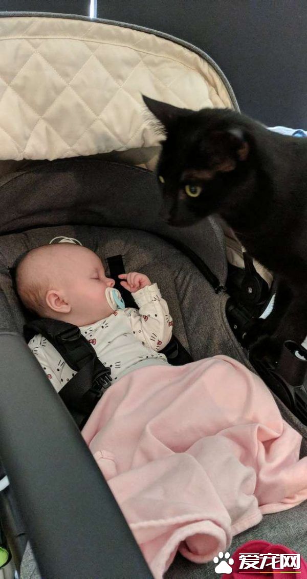 监视器里拍到史上最萌画面 黑猫时刻陪伴妹妹