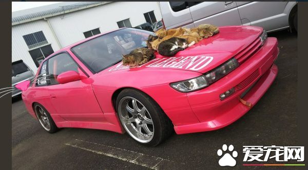 爱车被浪喵霸占取暖 猫咪实在太可爱只好共享啦