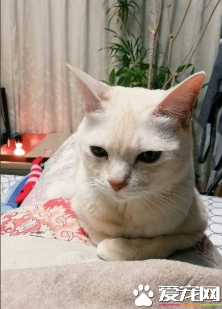 喵星人装可怜骗饭被爸爸识破 留下纸条不要被骗