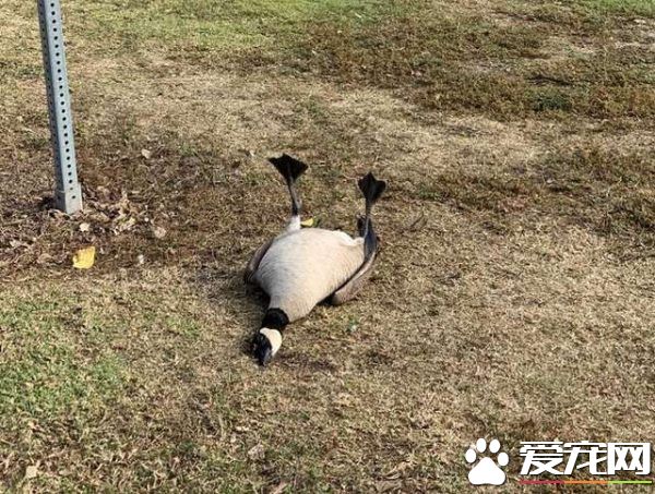加拿大鹅濒死躺地 竟是因药物乱丢造成的意外