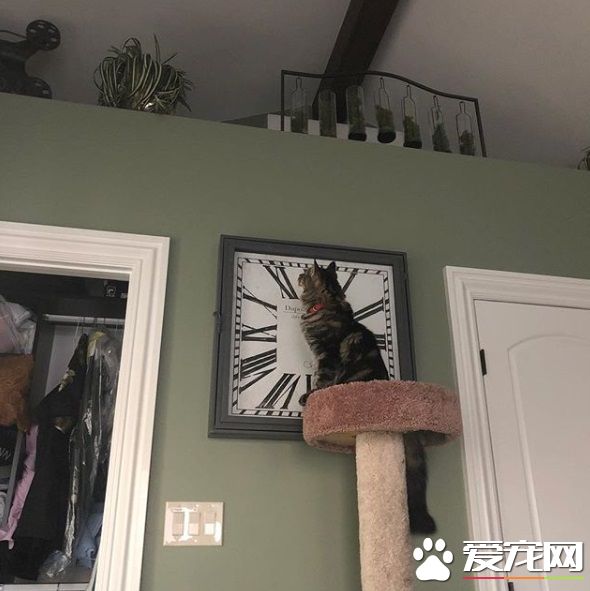 女孩离家去念大学 富爸爸租1500美金公寓安置猫咪