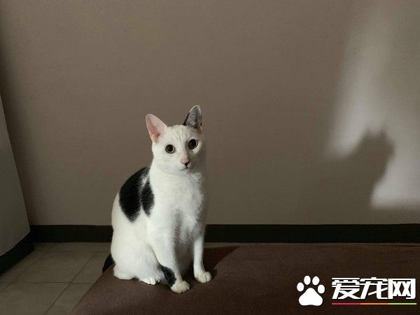 猫大盗被当场抓包 超级逗趣的现行犯模样