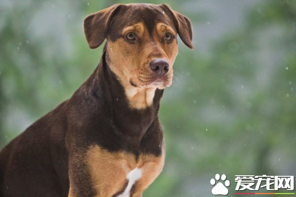 米克斯狗狗成为电影演员 还意外与狗姊妹相认