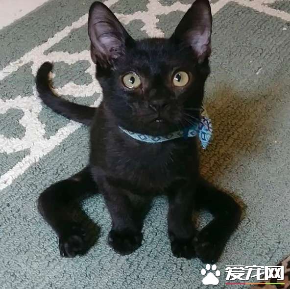 小猫咪先天性畸形像小黑蜘蛛 却依然勇敢探索世界