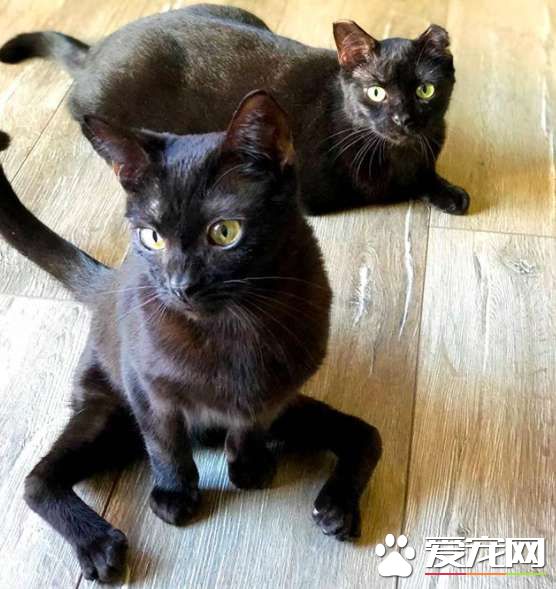 小猫咪先天性畸形像小黑蜘蛛 却依然勇敢探索世界