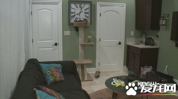 女孩离家去念大学 富爸爸租1500美金公寓安置猫咪
