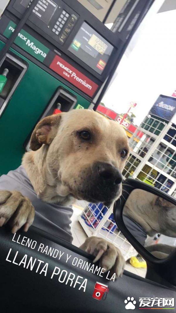 浪浪在加油站被收养 击退抢匪成大家的小英雄!