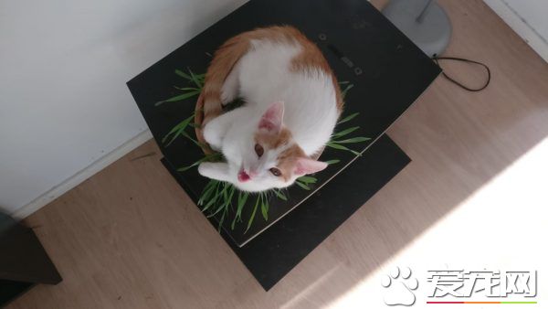 用一张照片形容你的猫 会是哪张代表照呢?