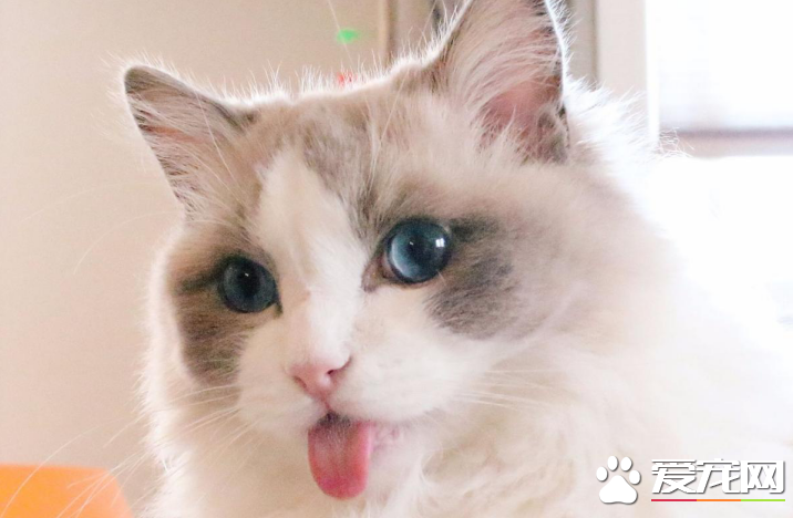 布偶猫不满耳能买吗 不满耳的布偶猫失格吗