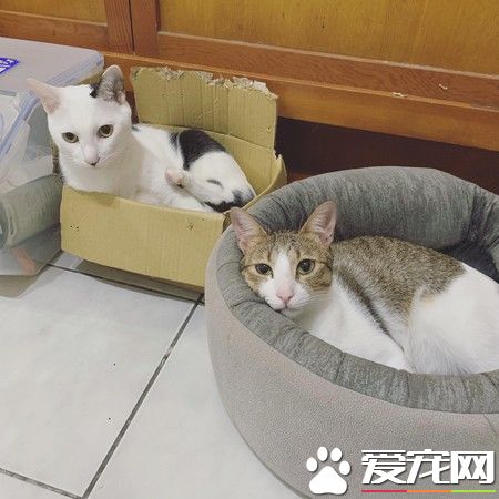 猫大盗被当场抓包 超级逗趣的现行犯模样