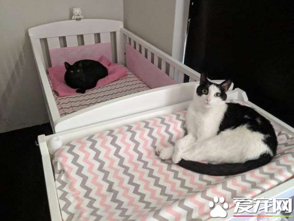 监视器里拍到史上最萌画面 黑猫时刻陪伴妹妹