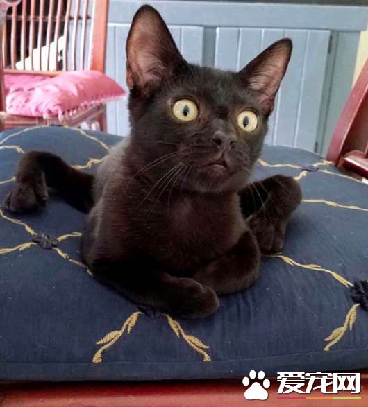 小猫咪先天性畸形像小黑蜘蛛 却依然勇敢探索世界