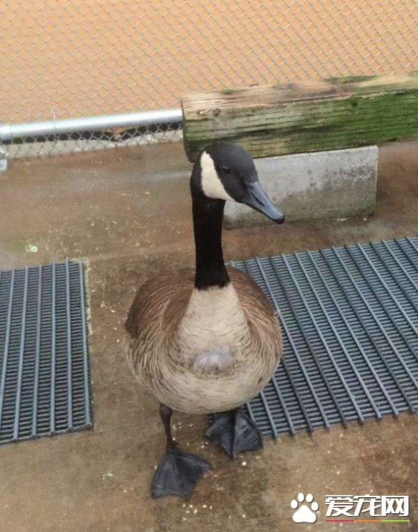 加拿大鹅濒死躺地 竟是因药物乱丢造成的意外