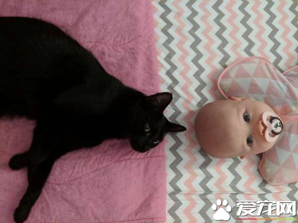 监视器里拍到史上最萌画面 黑猫时刻陪伴妹妹